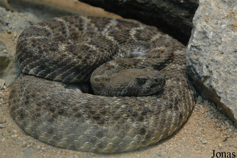 Crotalus atrox
