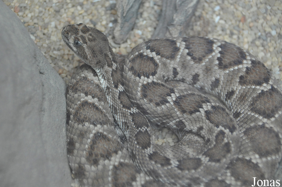Crotalus catalinensis