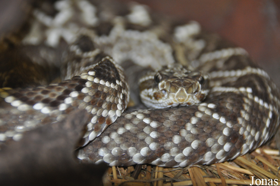 Crotalus durissus terrificus