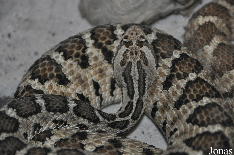 Crotalus enyo