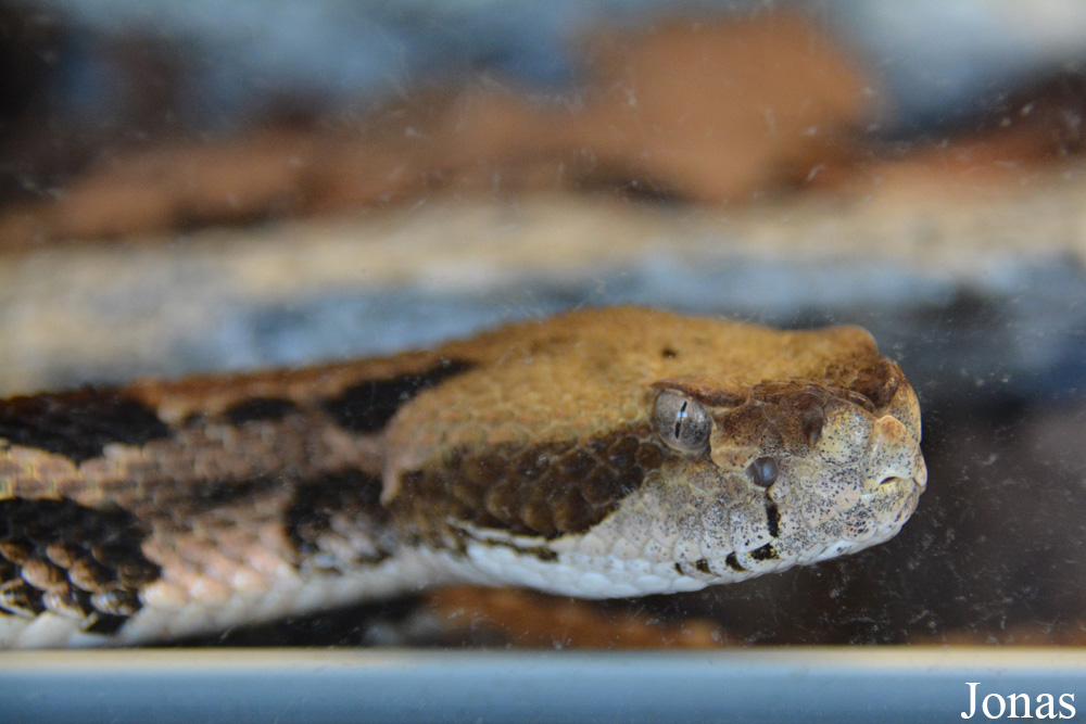 Crotalus horridus atricaudatus