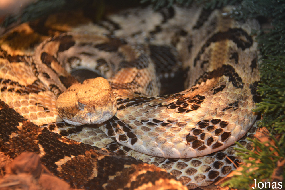 Crotalus horridus atricaudatus