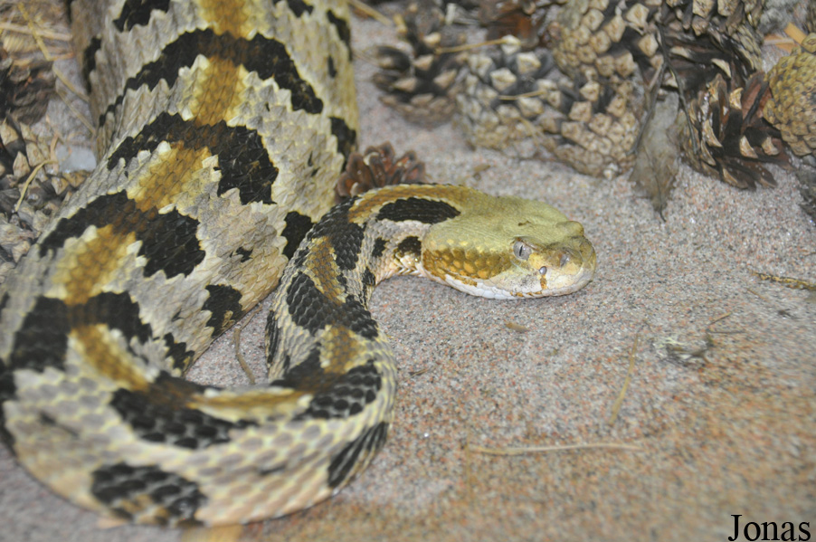 Crotalus horridus horridus