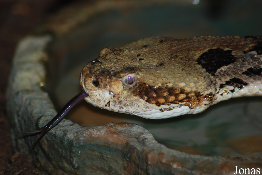 Crotalus horridus horridus
