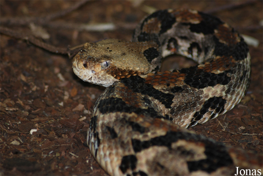Crotalus horridus horridus