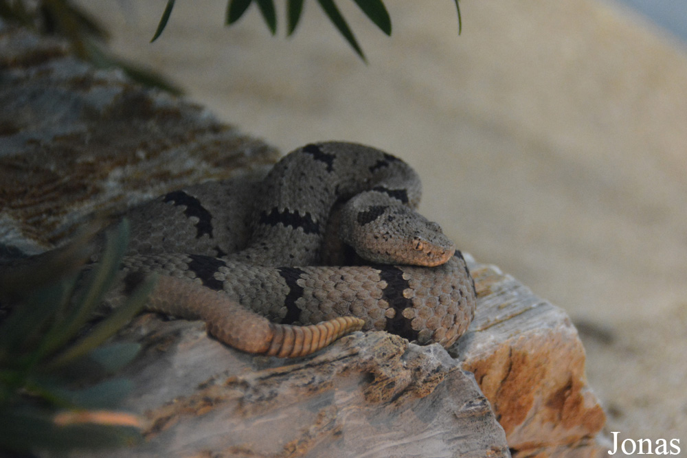 Crotalus lepidus klauberi