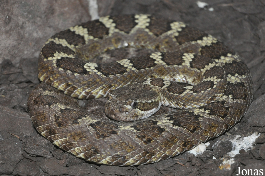 Crotalus oreganus cerberus