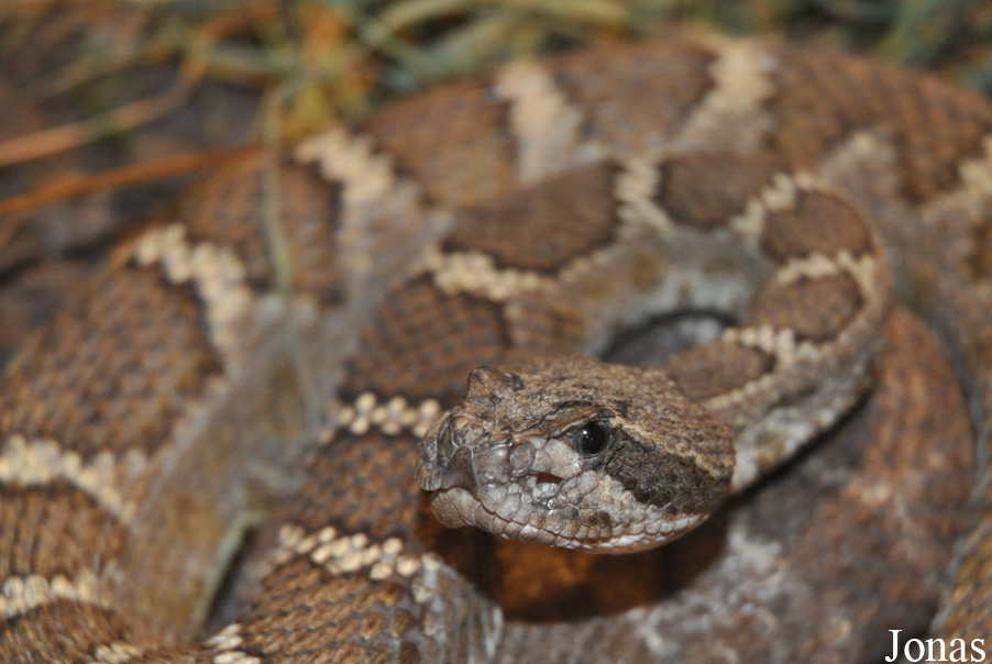 Crotalus oreganus cerberus
