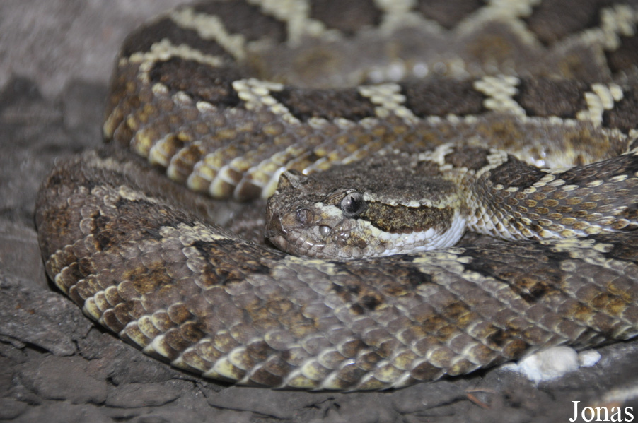 Crotalus oreganus cerberus
