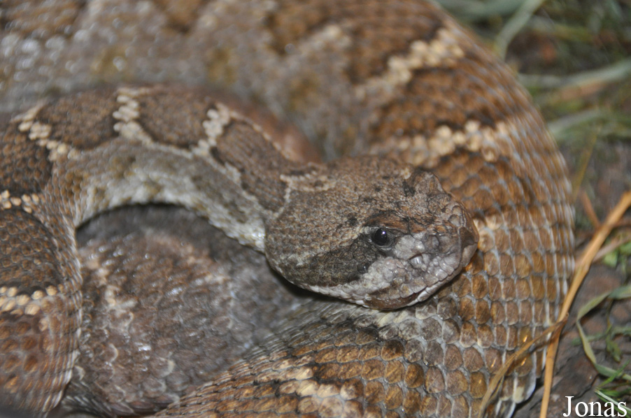 Crotalus oreganus cerberus