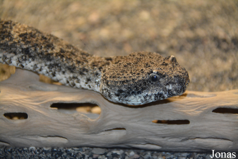 Crotalus tigris