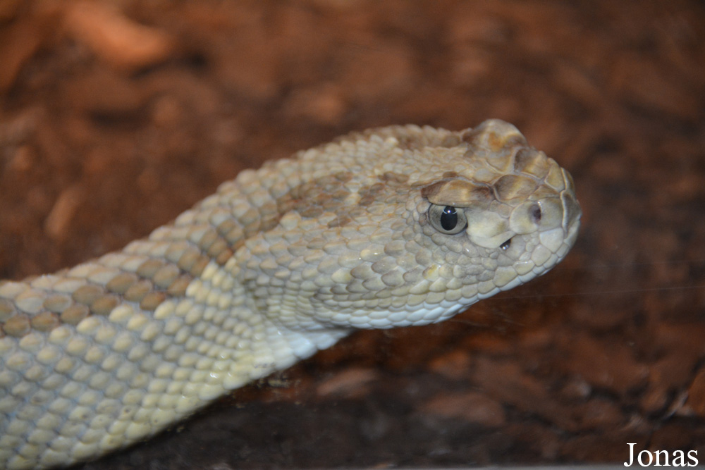 Crotalus tzabcan
