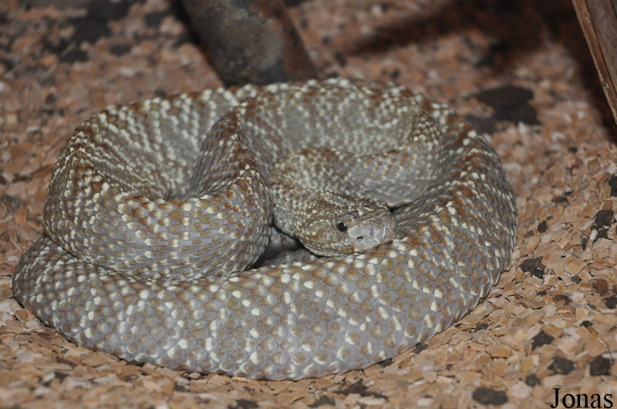Crotalus vegrandis