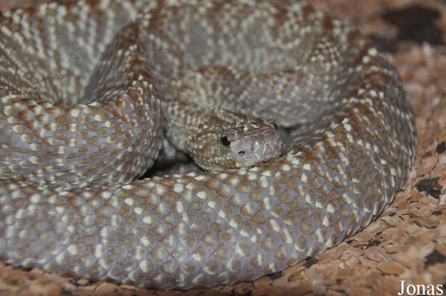 Crotalus vegrandis