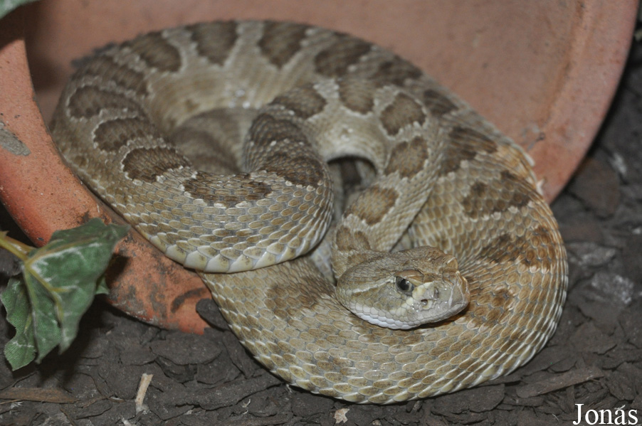 Crotalus viridis viridis