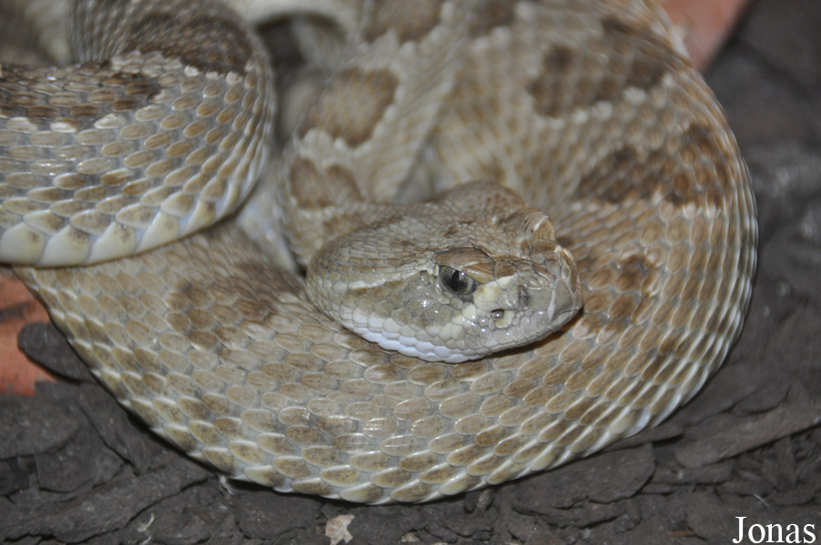 Crotalus viridis viridis