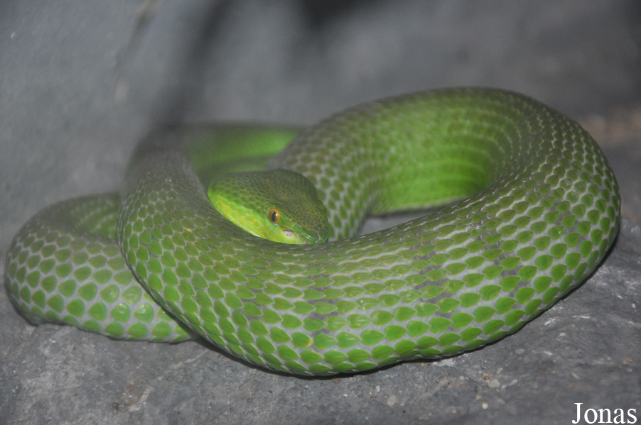 Cryptelytrops albolabris