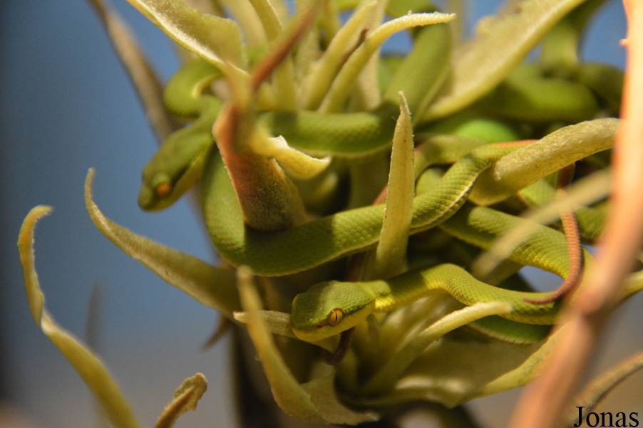 Cryptelytrops albolabris