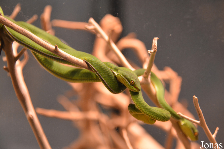 Cryptelytrops albolabris