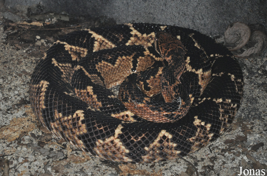 Lachesis muta
