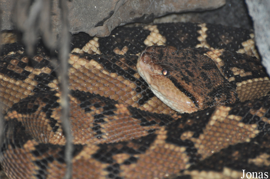 Lachesis muta