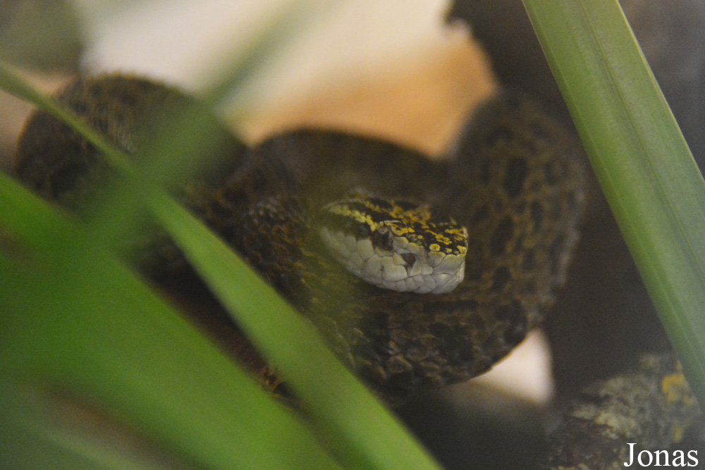 Protobothrops jerdonii