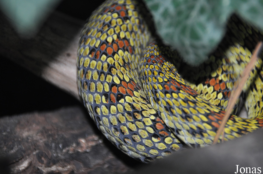 Protobothrops jerdonii xanthomelas