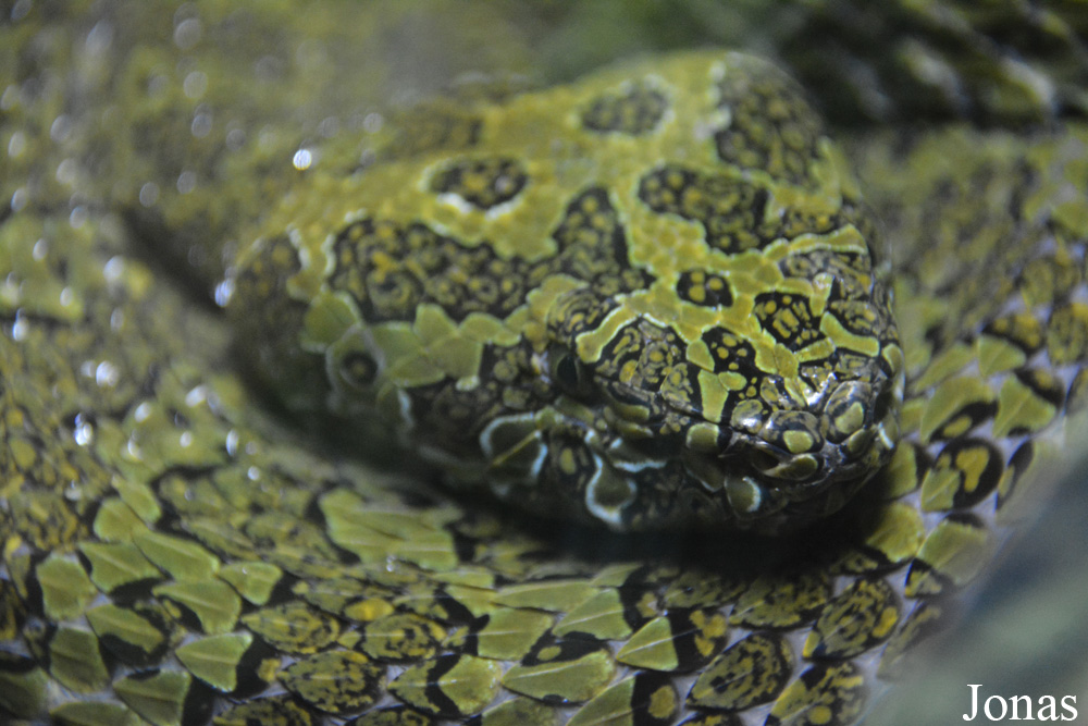 Protobothrops mangshanensis