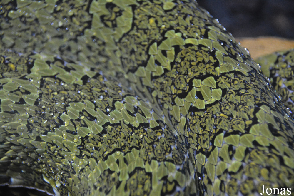Protobothrops mangshanensis