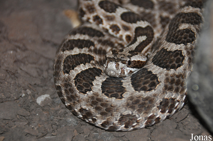 Sistrurus catenatus tergeminus