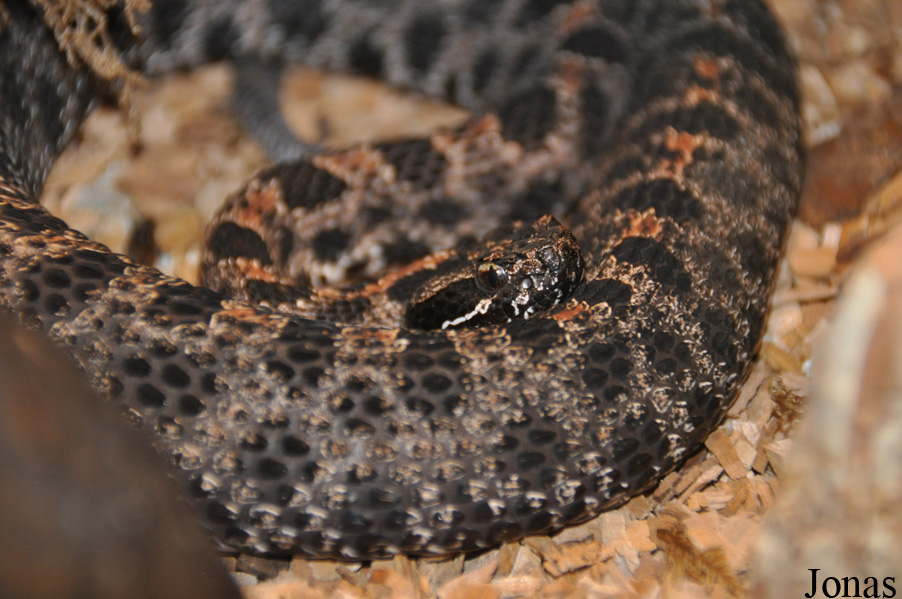Sistrurus miliarius barbouri