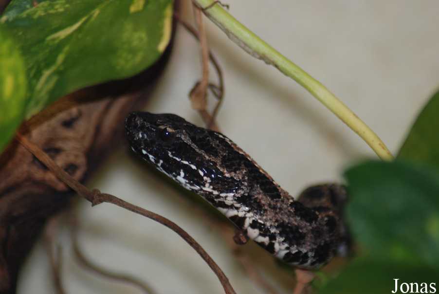 Sistrurus miliarius barbouri