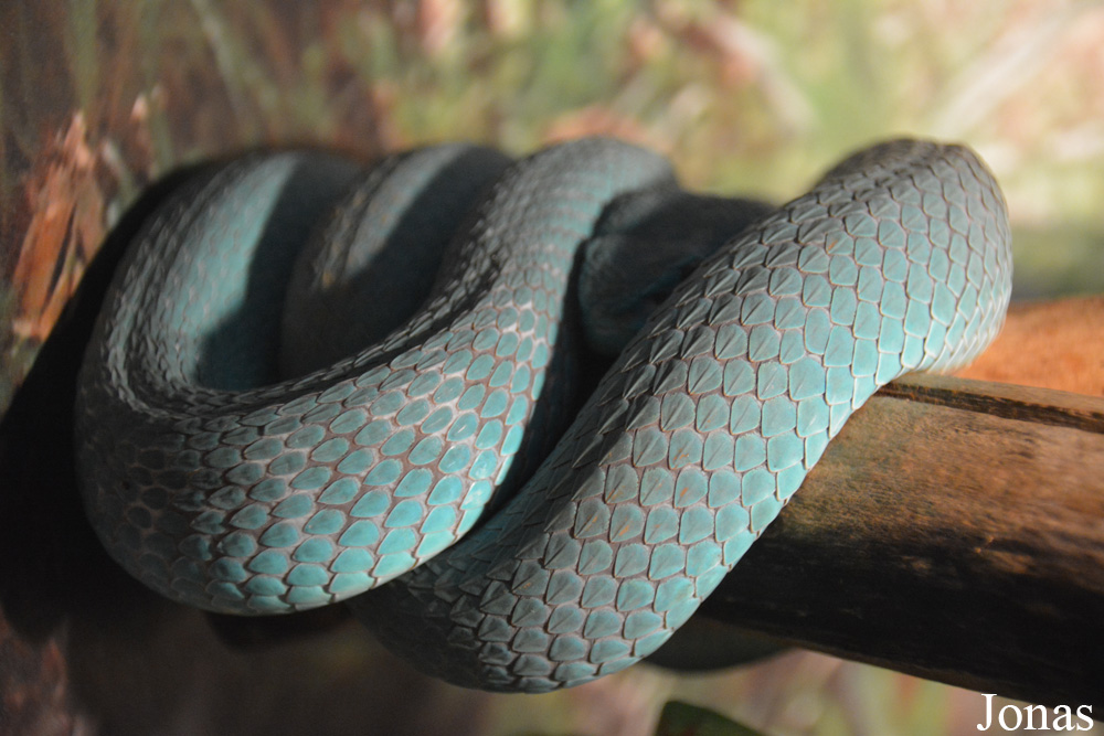 Trimeresurus insularis
