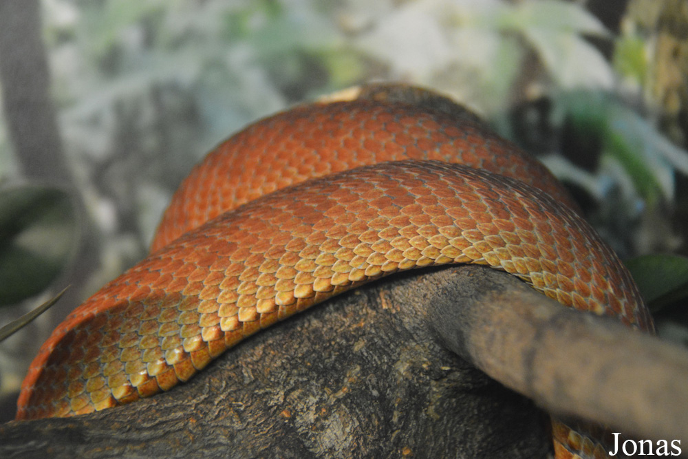 Trimeresurus purpureomaculatus