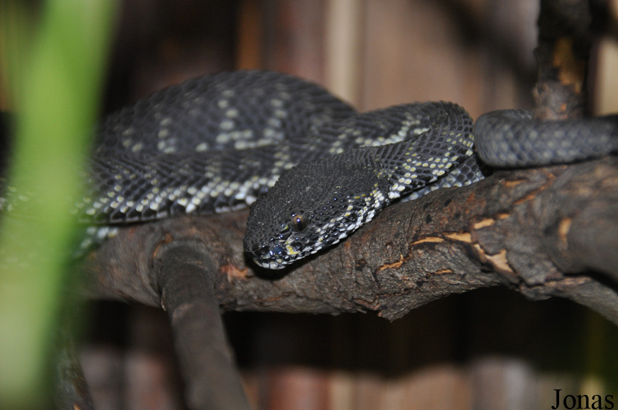 Trimeresurus purpureomaculatus
