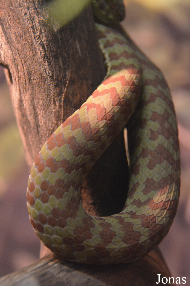 Trimeresurus venustus
