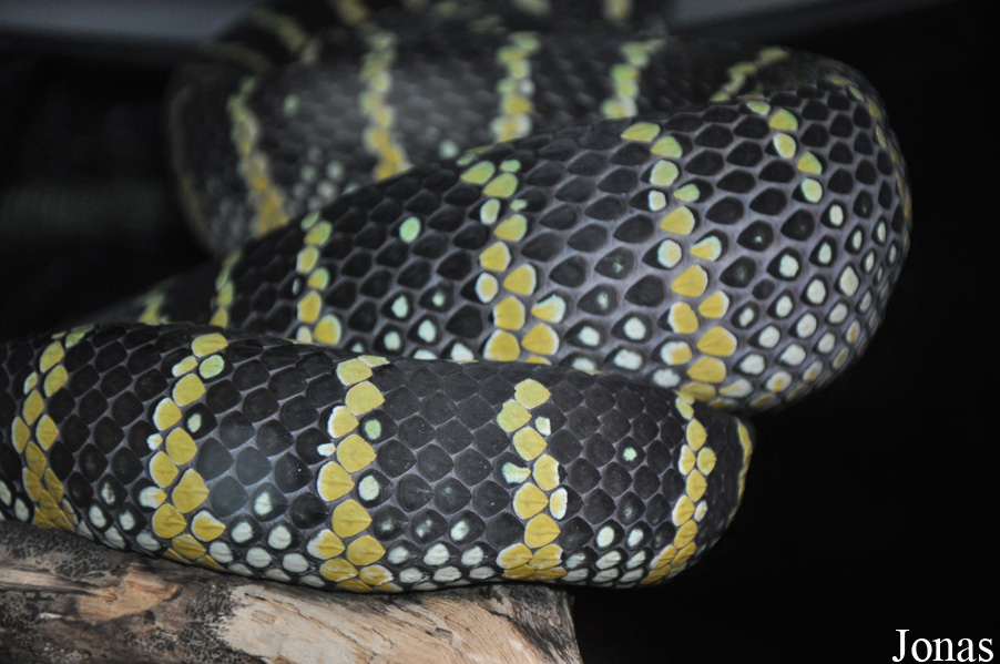 Tropidolaemus wagleri