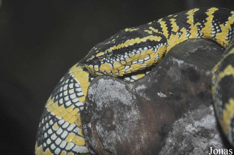 Tropidolaemus wagleri