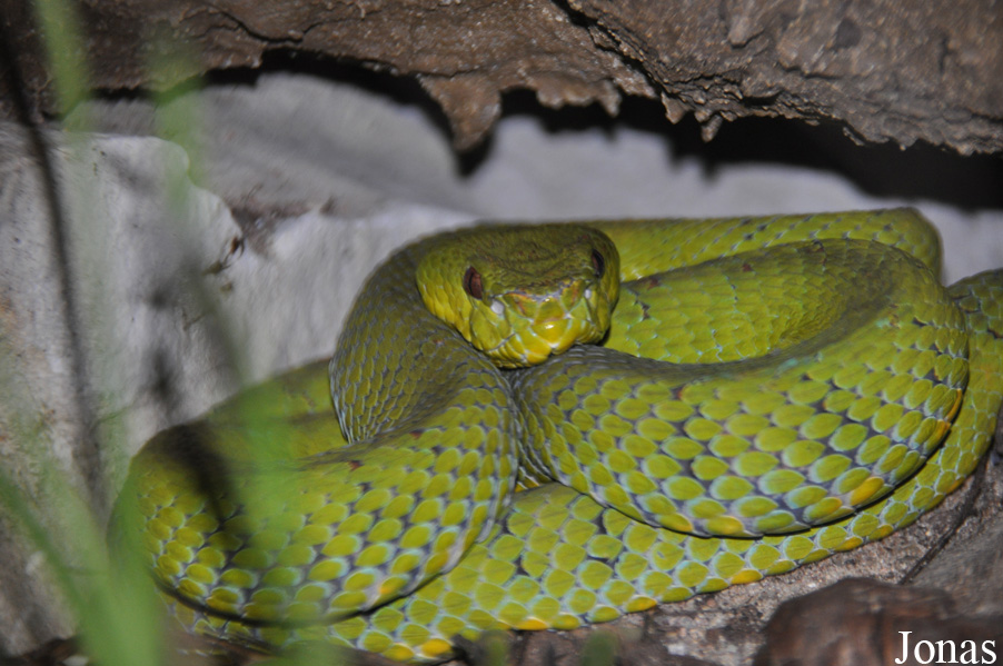 Viridovipera vogeli