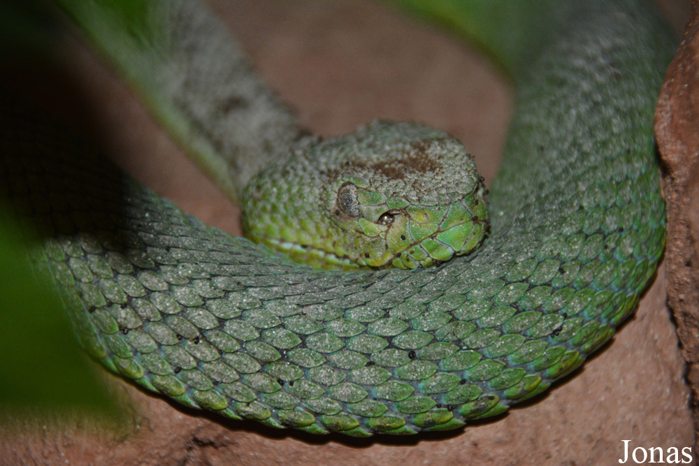 Viridovipera vogeli