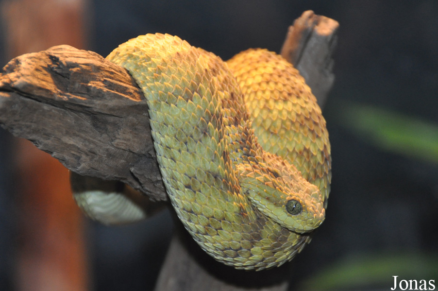 Atheris squamigera