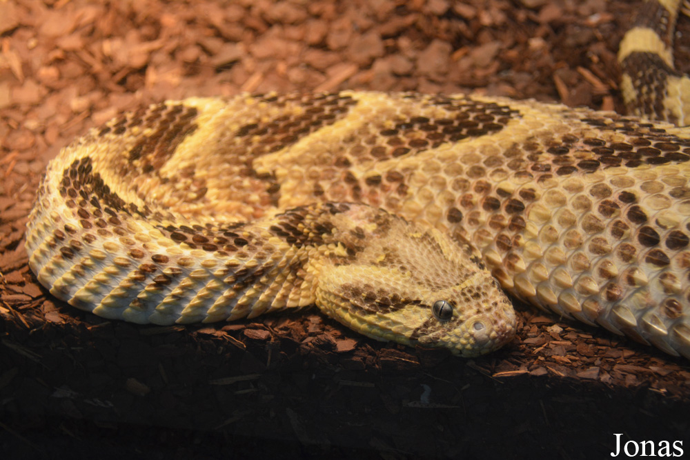 Bitis arietans