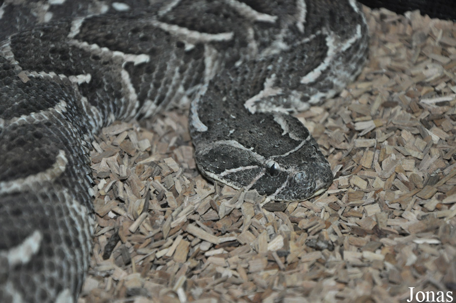 Bitis arietans