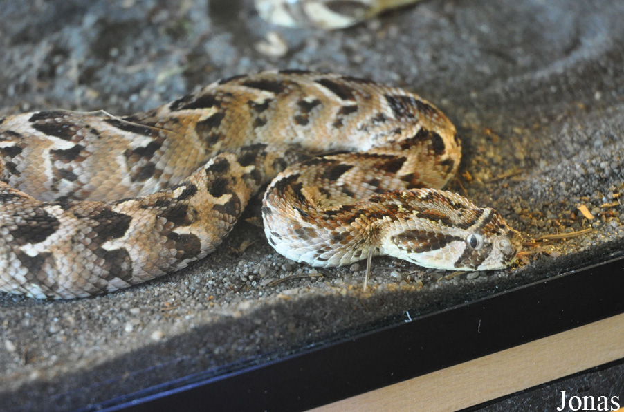 Bitis arietans