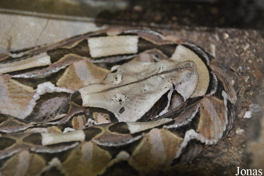 Bitis gabonica