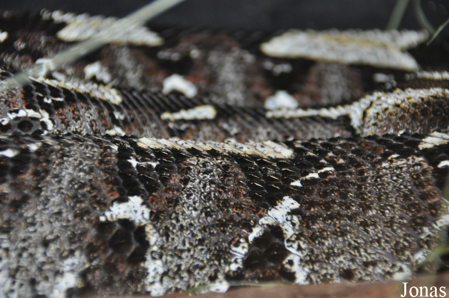 Bitis nasicornis