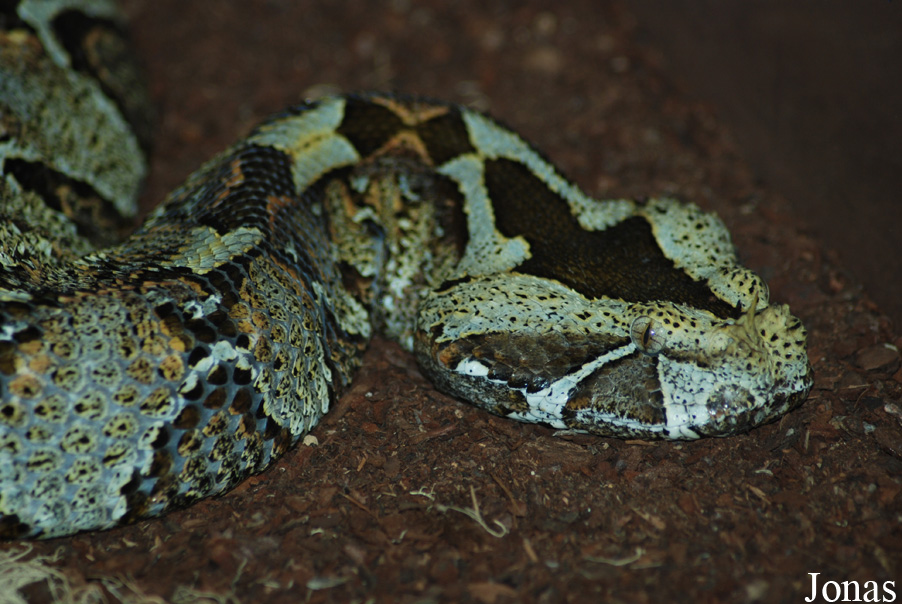 Bitis nasicornis