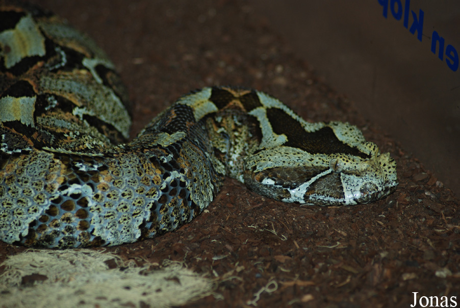 Bitis nasicornis