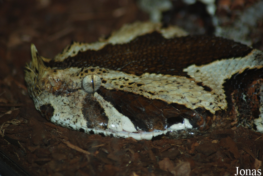 Bitis nasicornis