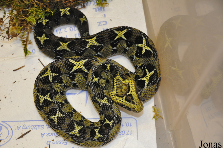 Bitis parviocula